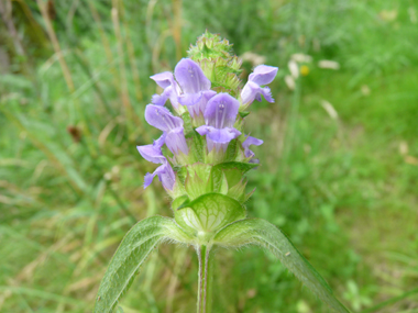 Petites fleurs (environ 1 cm de long), habituellement bleuâtres mais parfois purpurines voire plus rarement blanches. Elles sont disposées de sorte que l'on peut imaginer un cylindre disposé verticalement. Agrandir dans une nouvelle fenêtre (ou onglet)